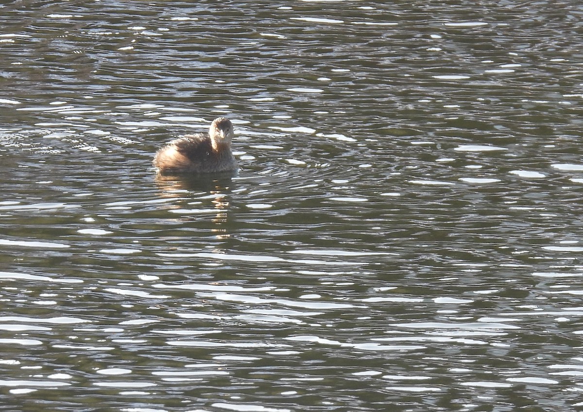 Pied-billed Grebe - ML536031401