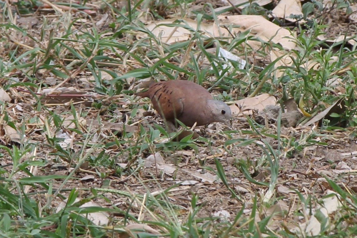 Ruddy Ground Dove - Michael Warner