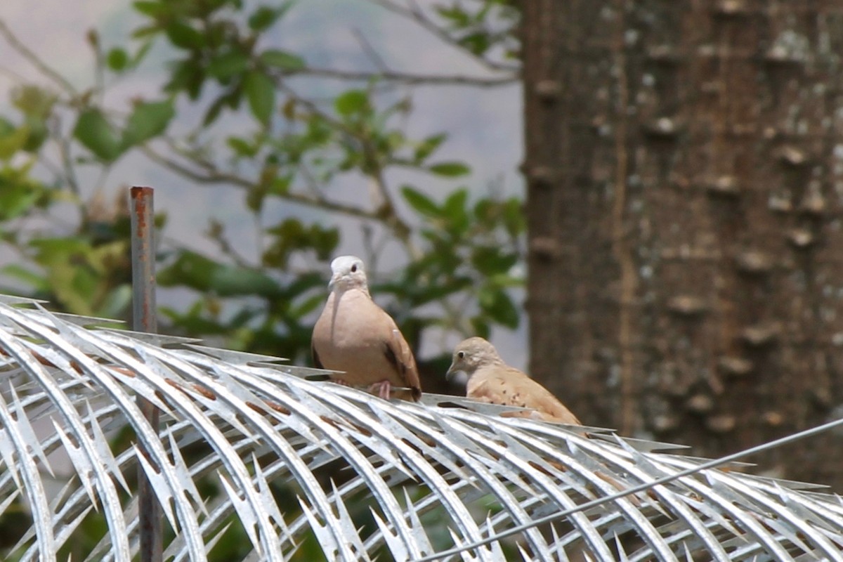 Ruddy Ground Dove - ML53603231