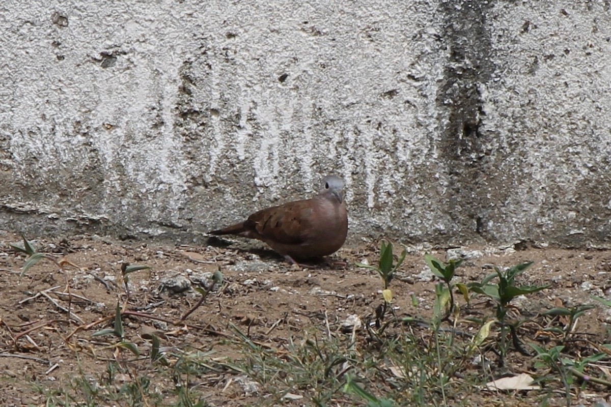 Ruddy Ground Dove - ML53603241