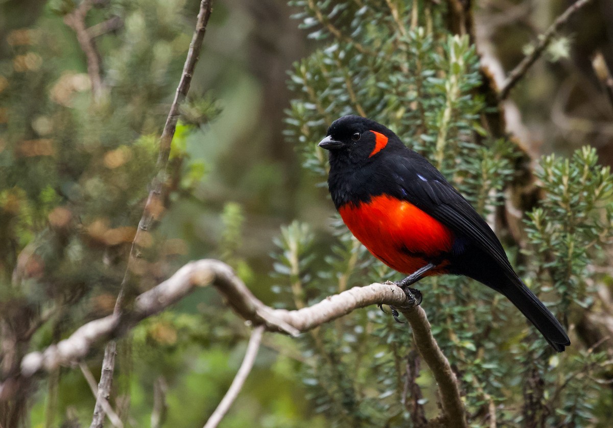 Scarlet-bellied Mountain Tanager - Will Sweet