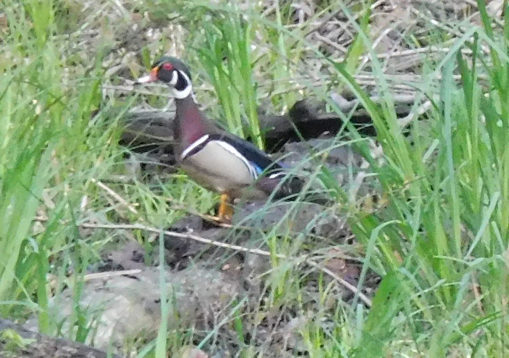 Wood Duck - ML53603791