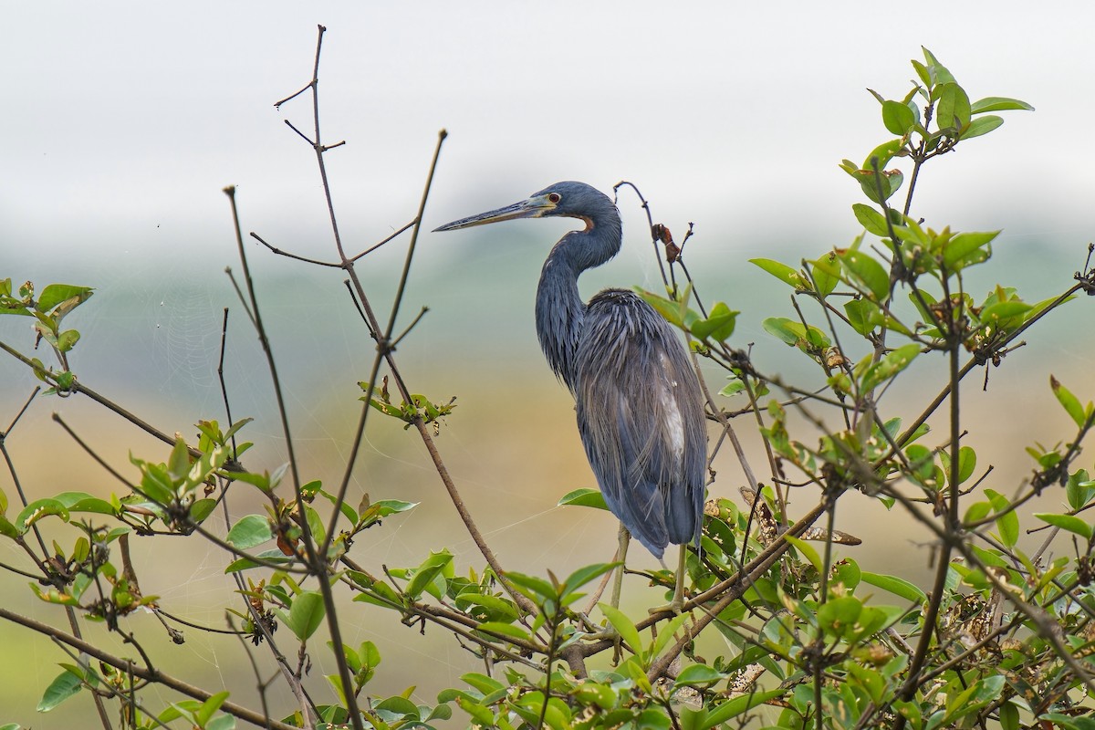 Tricolored Heron - ML536038441