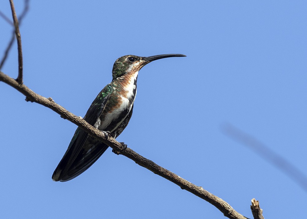 kolibřík panamský - ML536038671