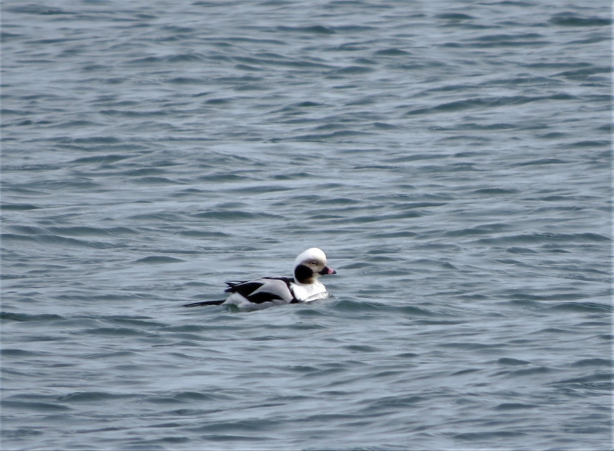 Long-tailed Duck - ML536039631