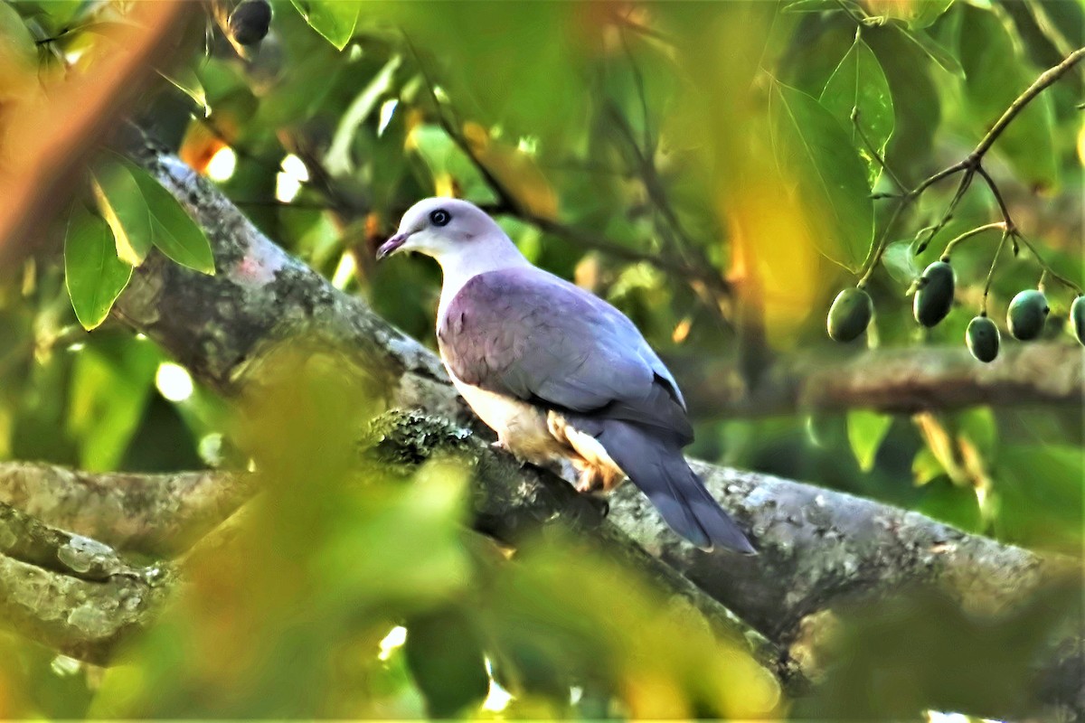 Mountain Imperial-Pigeon - ML536039801