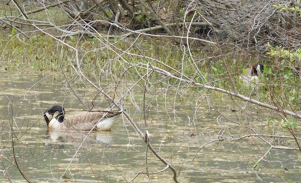 Canada Goose - ML53604051