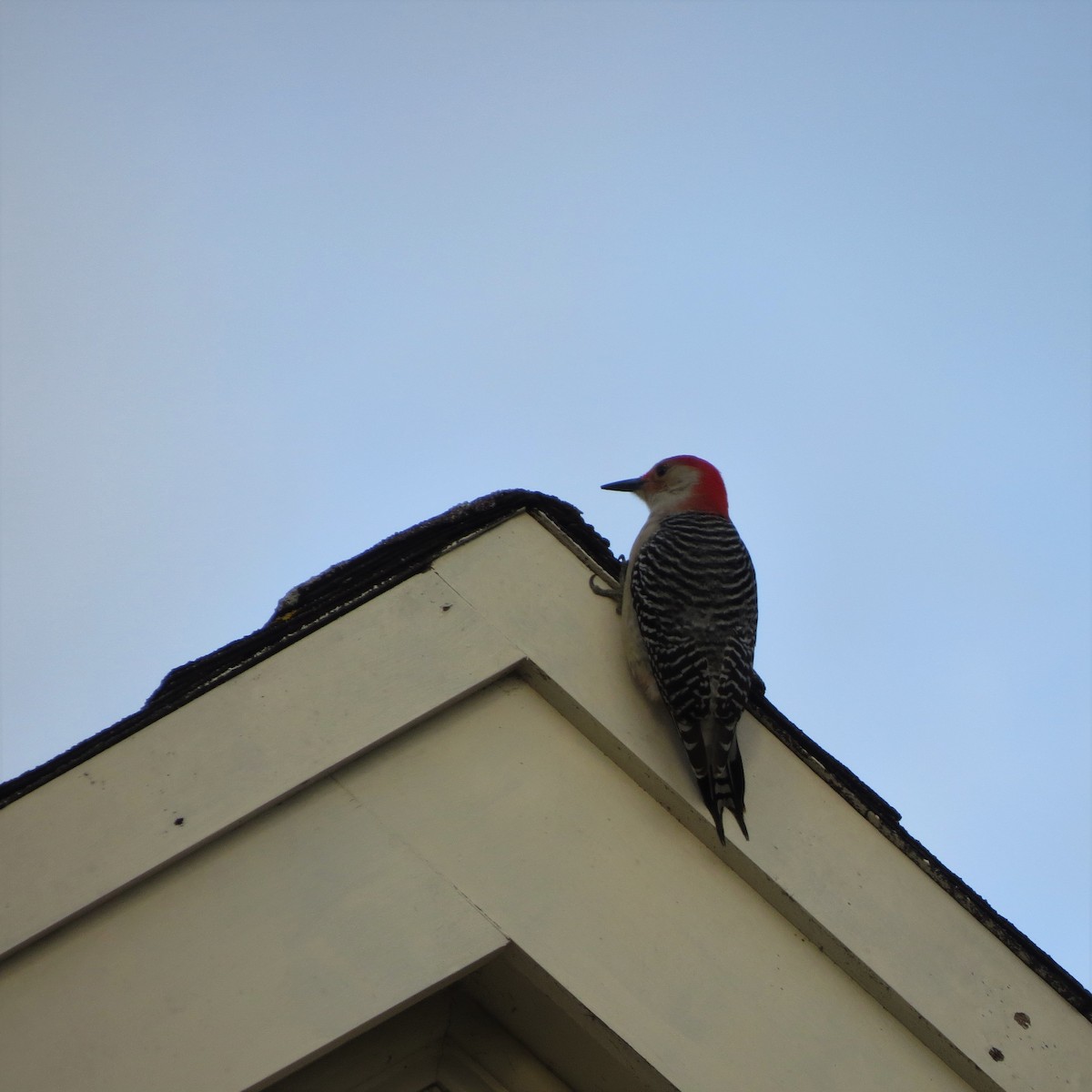 Red-bellied Woodpecker - ML536040511