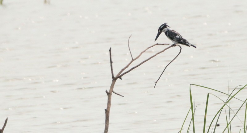 Pied Kingfisher - ML536042481