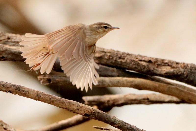 Dusky Warbler - ML536042601