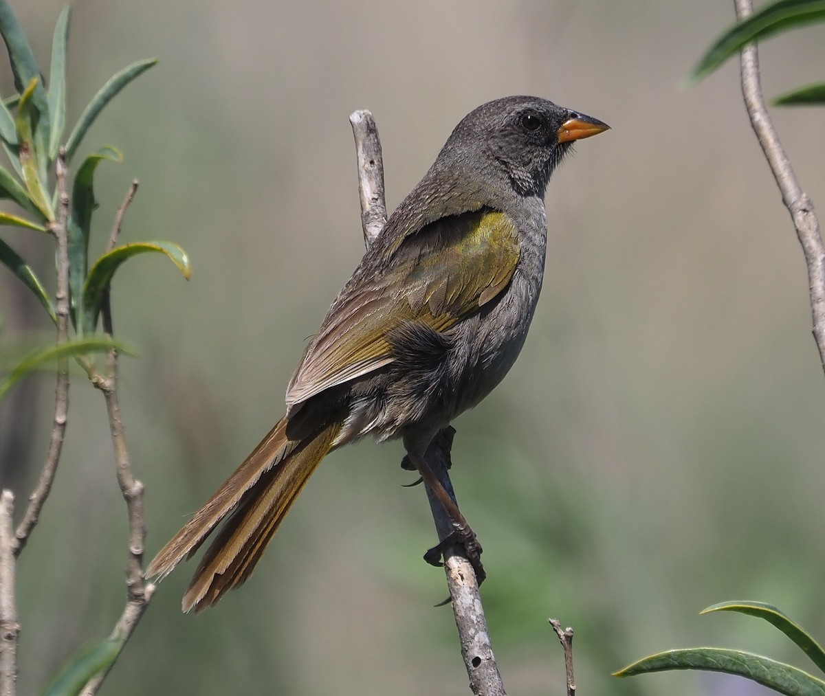 Great Pampa-Finch - ML536043661