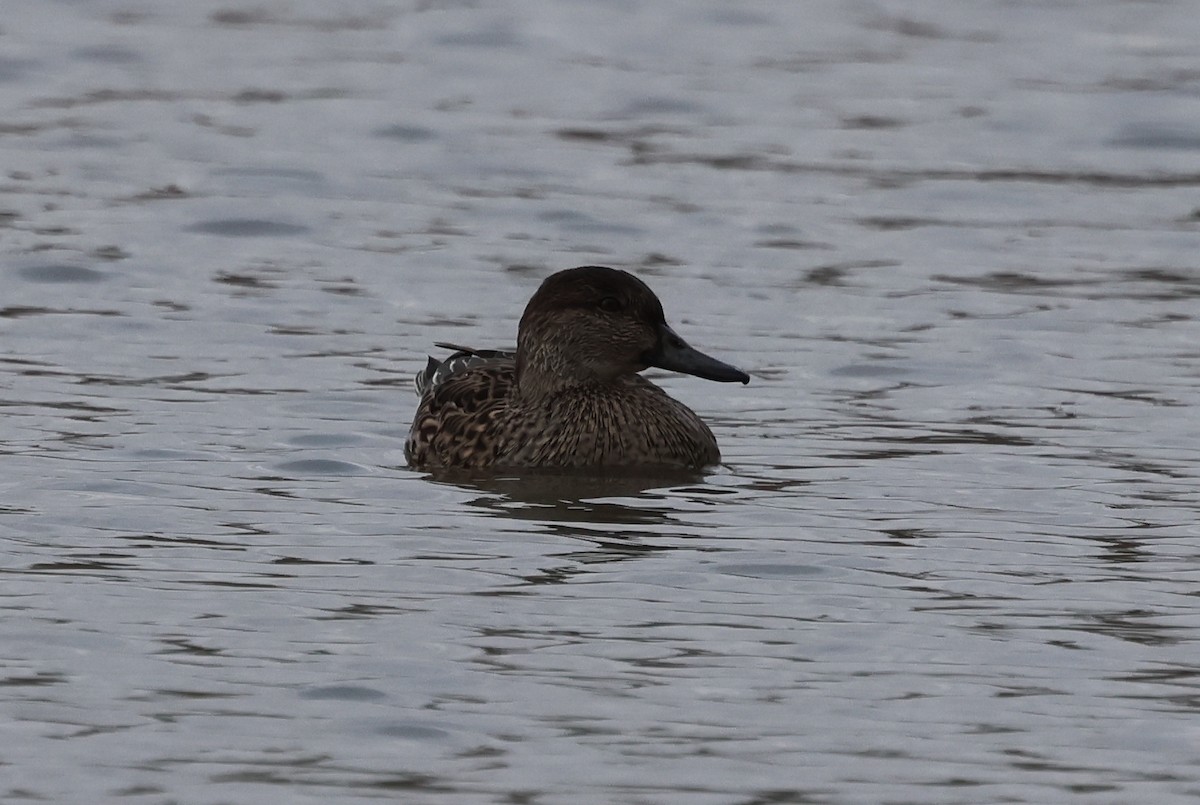 Green-winged Teal - ML536043711