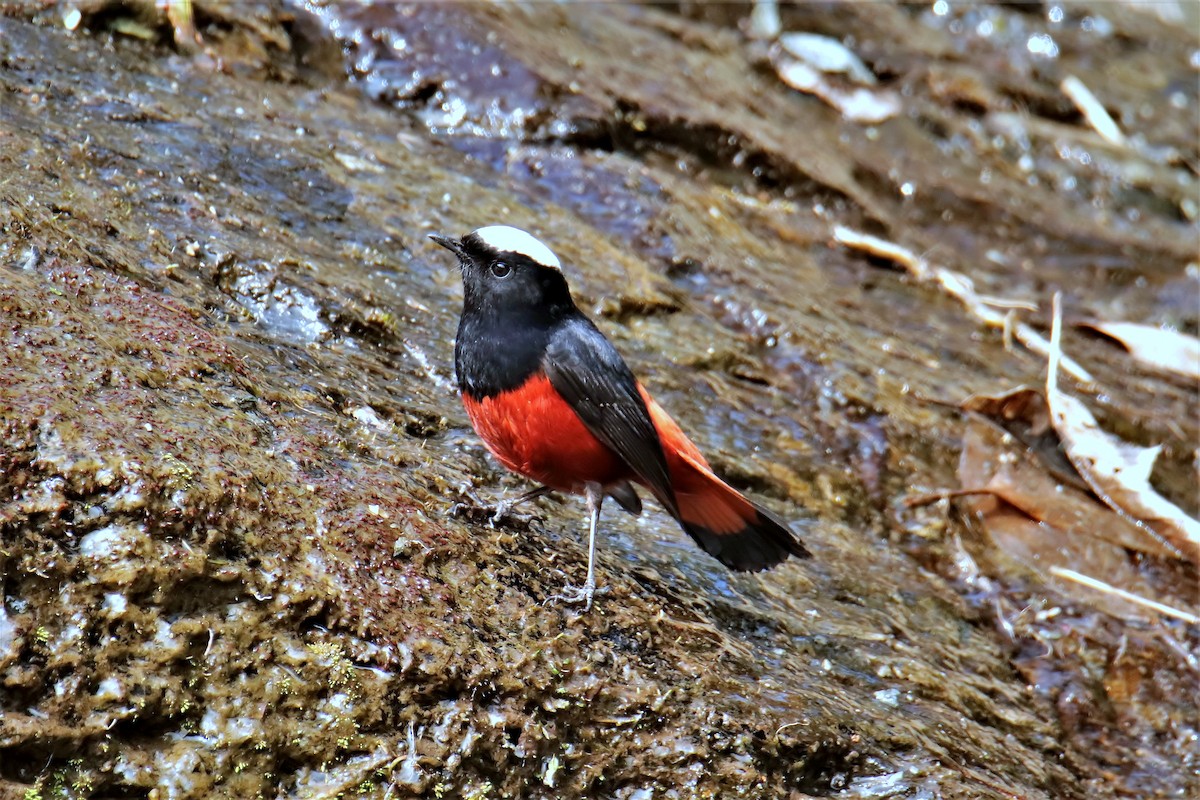 White-capped Redstart - ML536044261