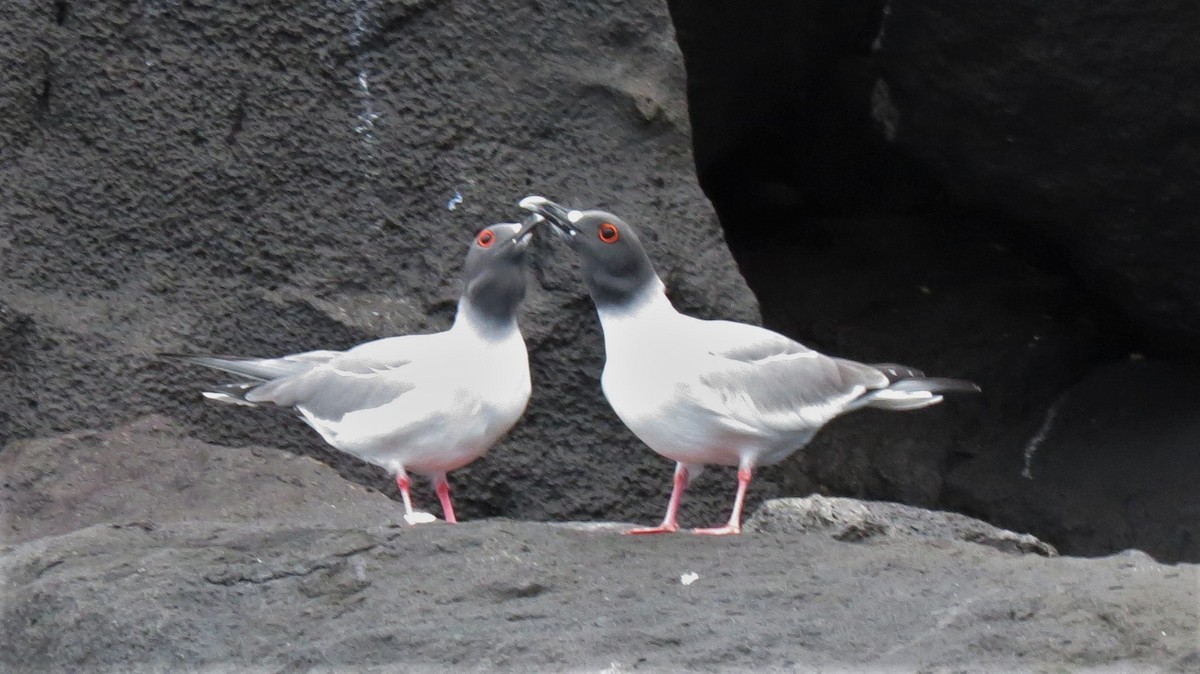 Swallow-tailed Gull - ML536044361