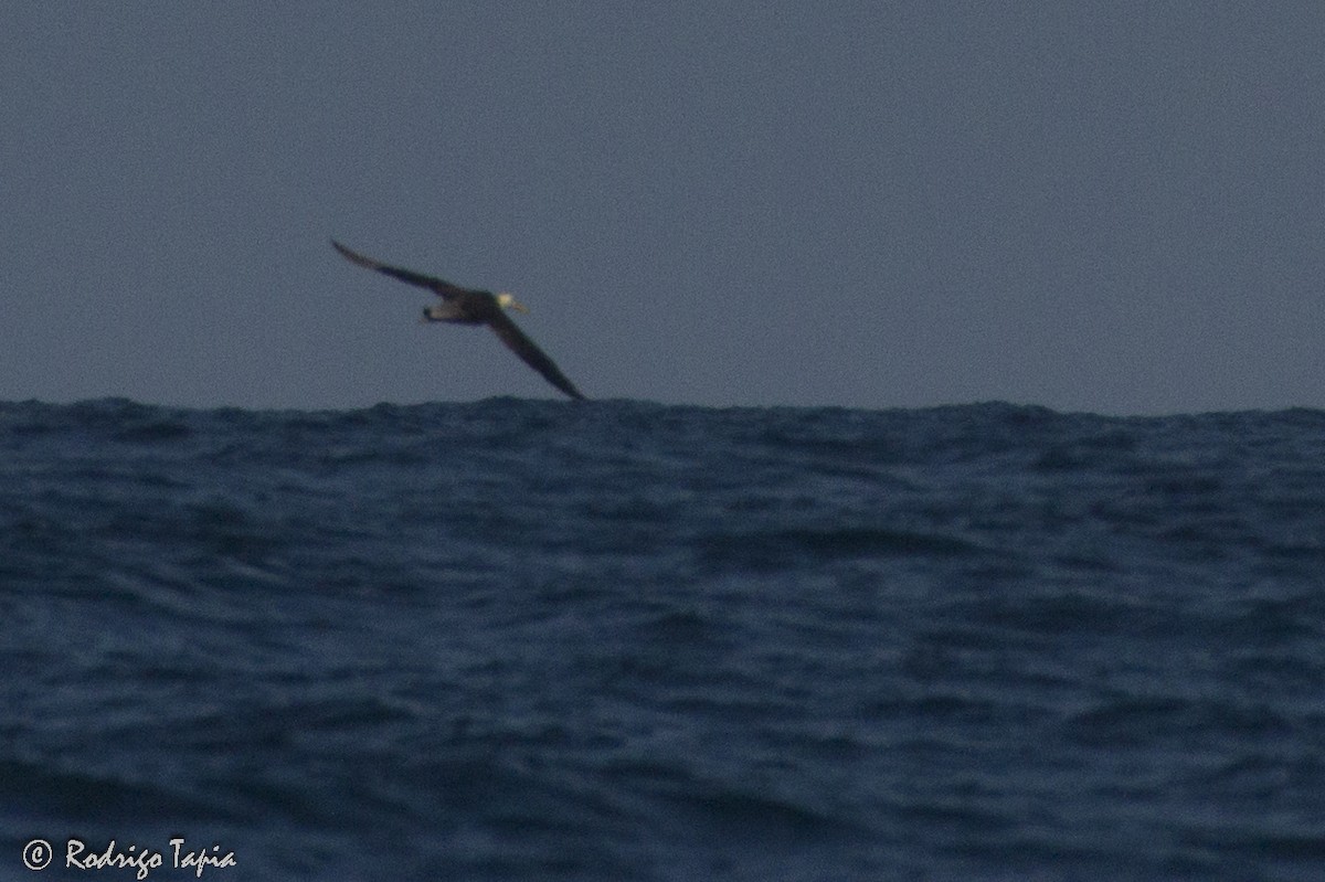 Waved Albatross - ML53604481