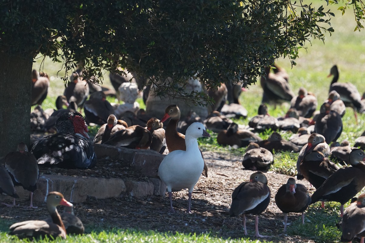 Ross's Goose - ML536045361