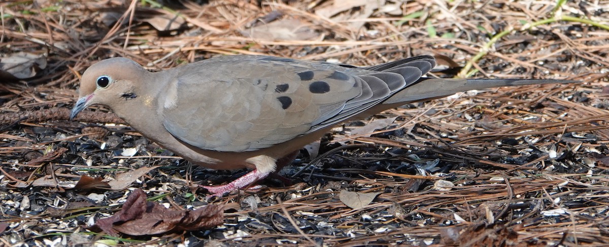 Mourning Dove - ML536045481