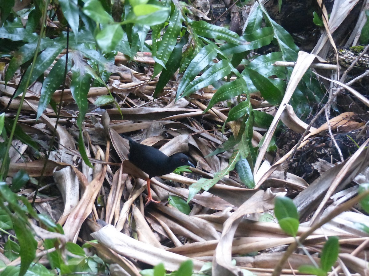 Henderson Island Crake - ML536045511