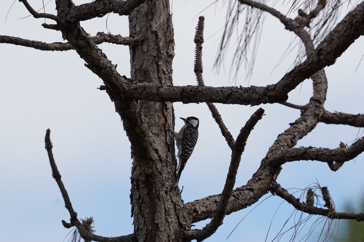 Red-cockaded Woodpecker - ML536045641