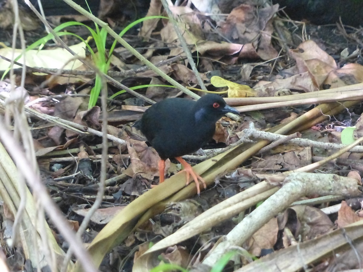 Henderson Island Crake - Thomas Churchyard