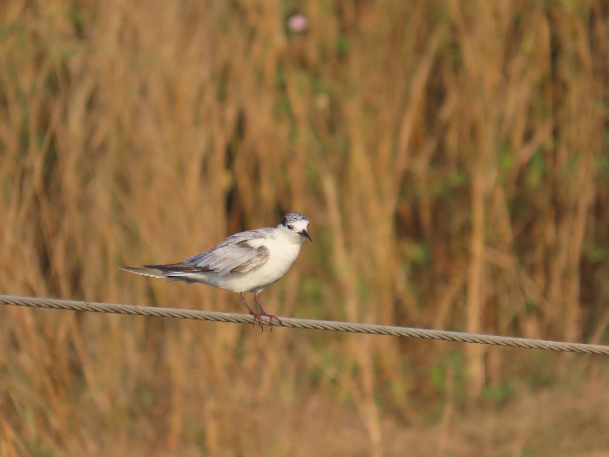 Sterninae sp. - ML536046371