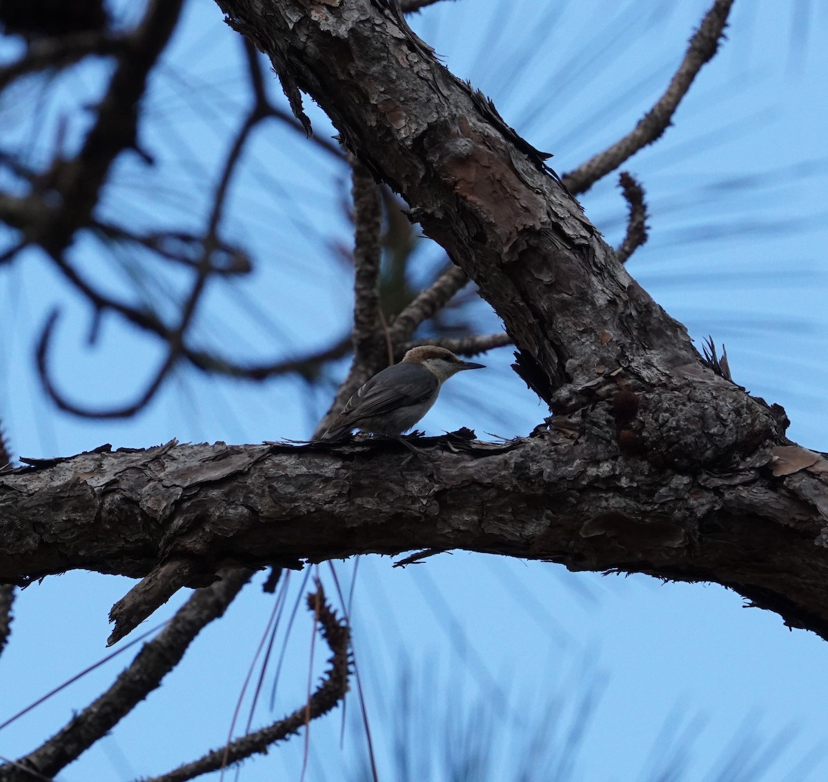 Brown-headed Nuthatch - ML536046431