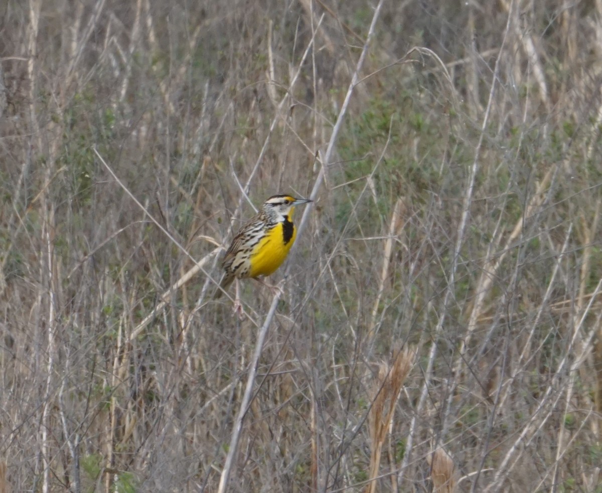 Eastern Meadowlark - ML536046841