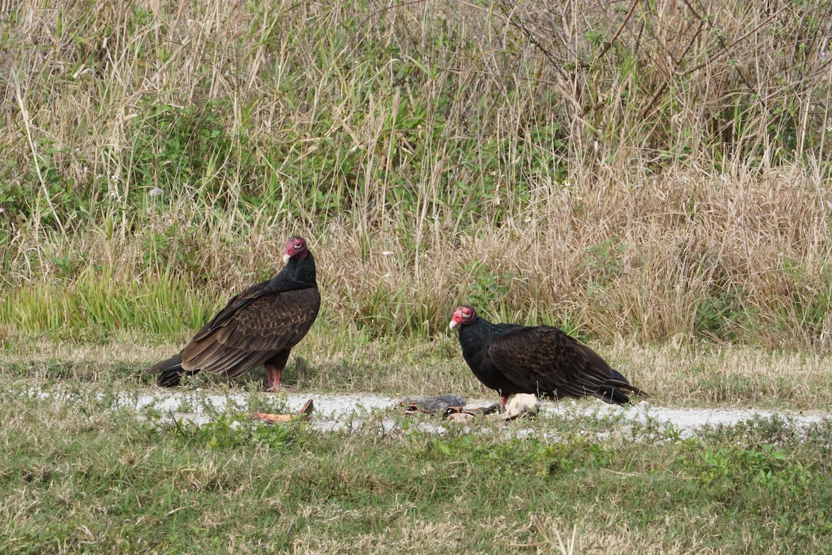 Turkey Vulture - Steve Brookens