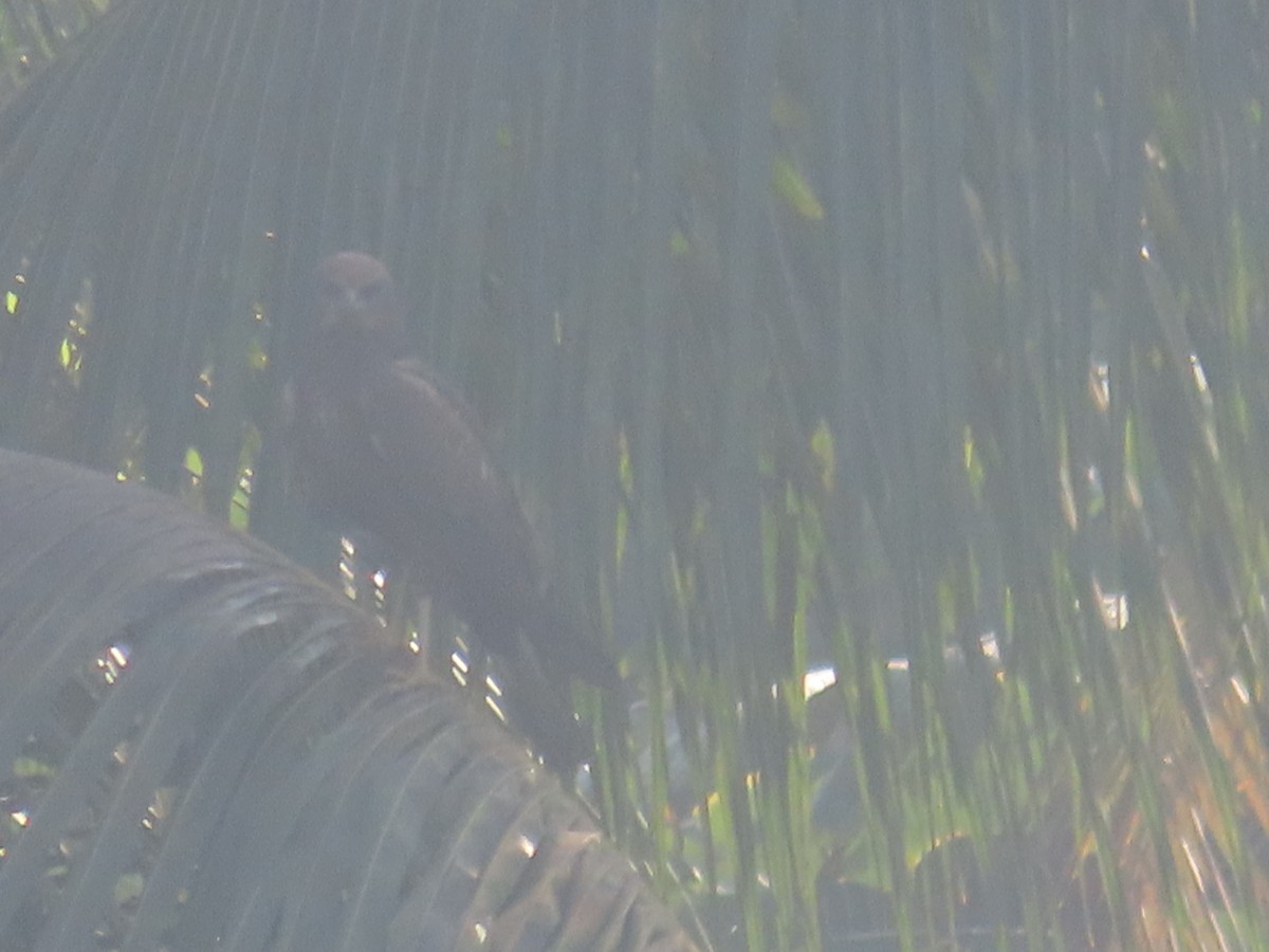 Falco di palude - ML536047211