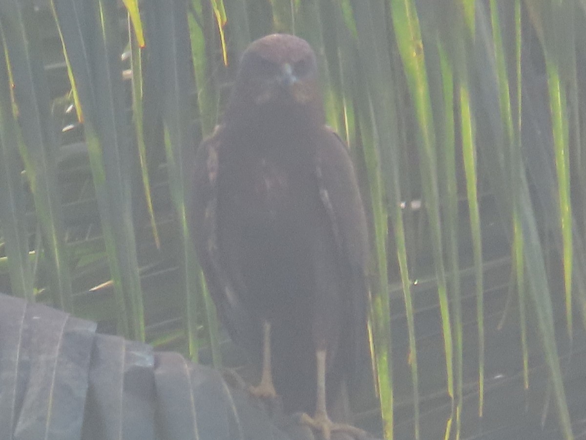 Falco di palude - ML536047221