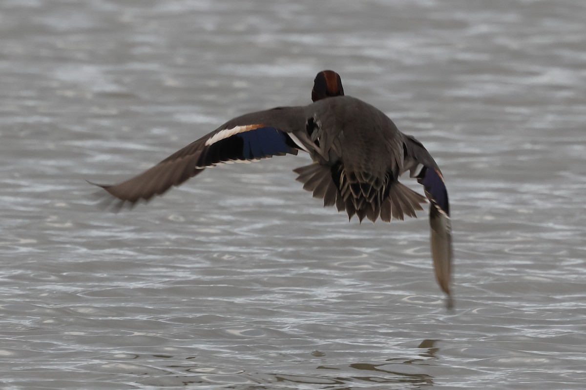 Green-winged Teal - ML536047461