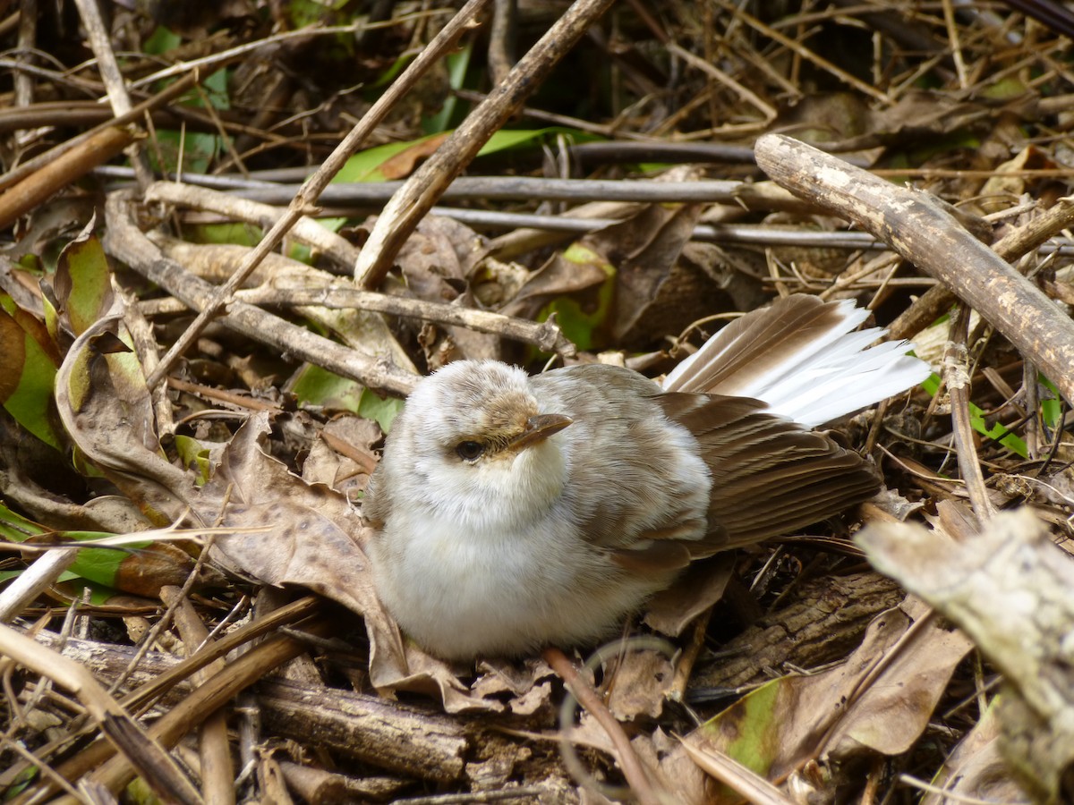 Henderson Island Reed Warbler - Thomas Churchyard