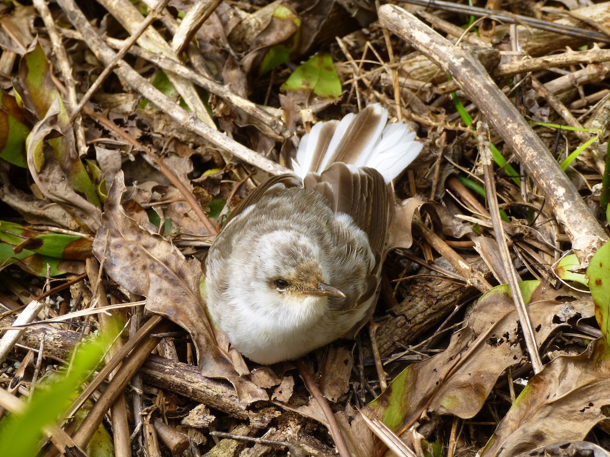 Henderson Island Reed Warbler - ML536047671