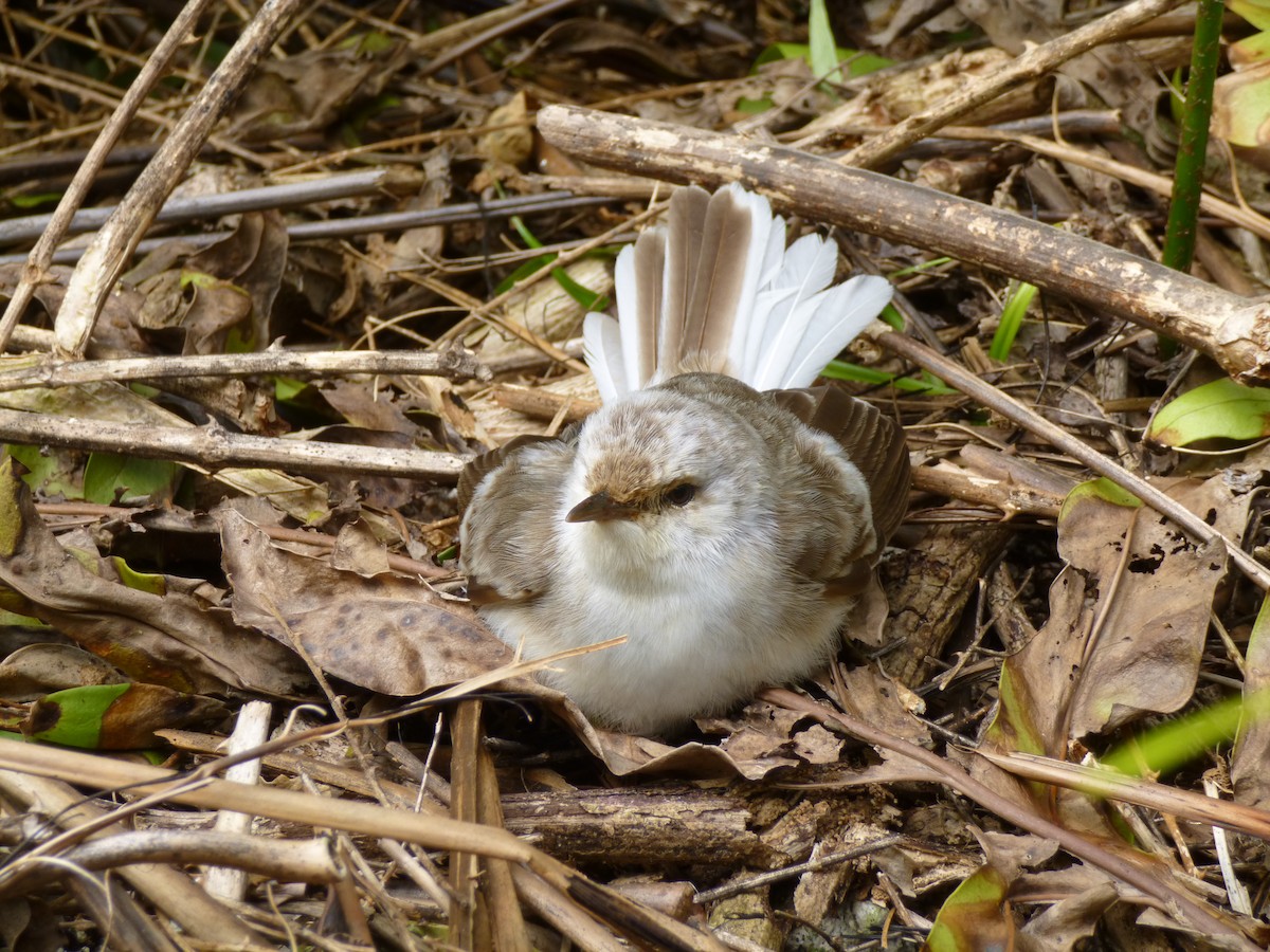 Henderson Island Reed Warbler - Thomas Churchyard