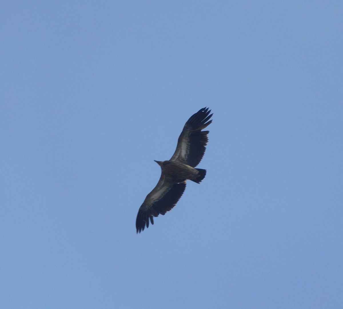 Himalayan Griffon - jagdish negi