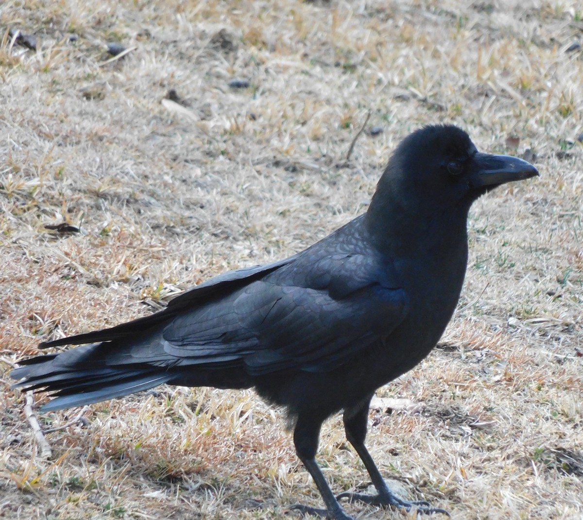 Large-billed Crow - ML536047921