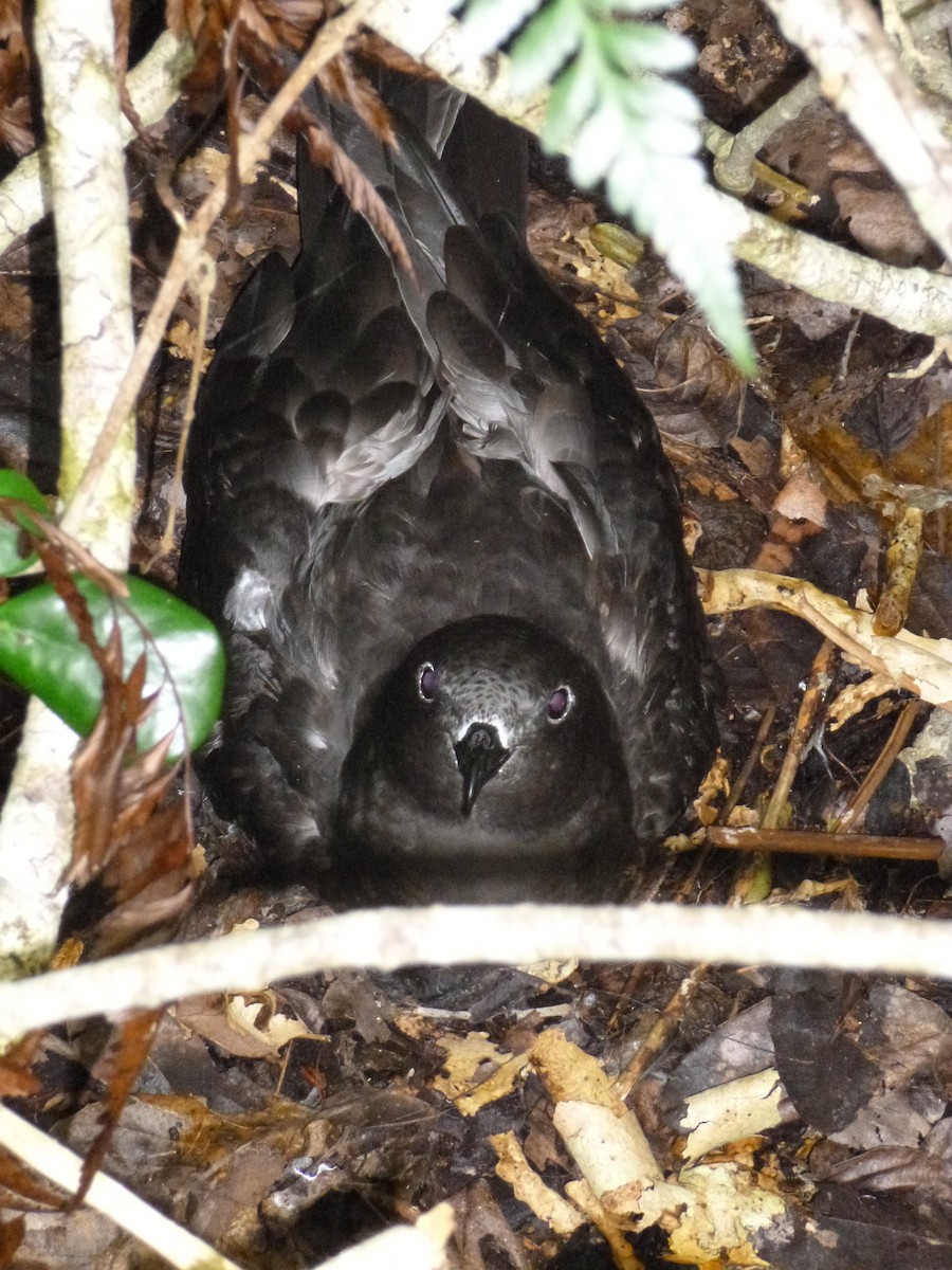 Petrel de la Henderson - ML536048231