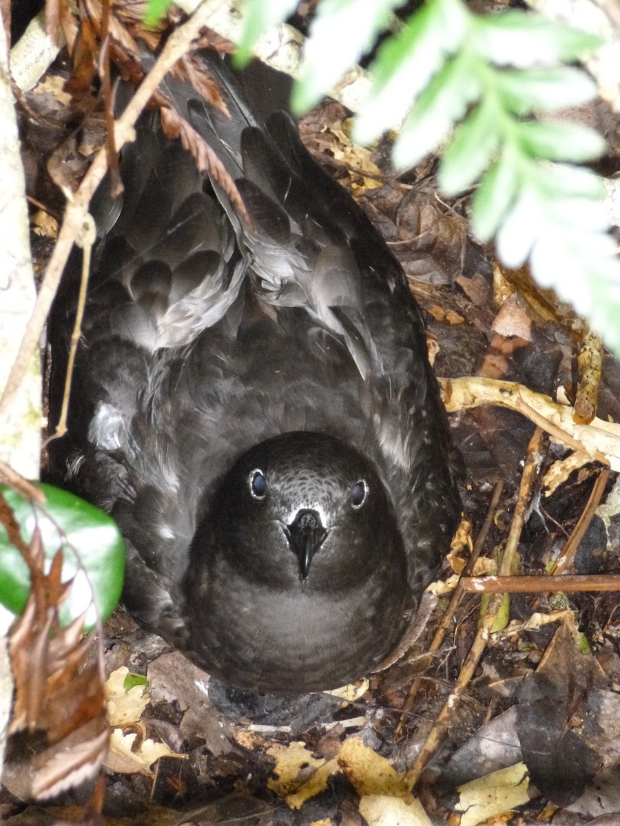 Henderson Petrel - ML536048241