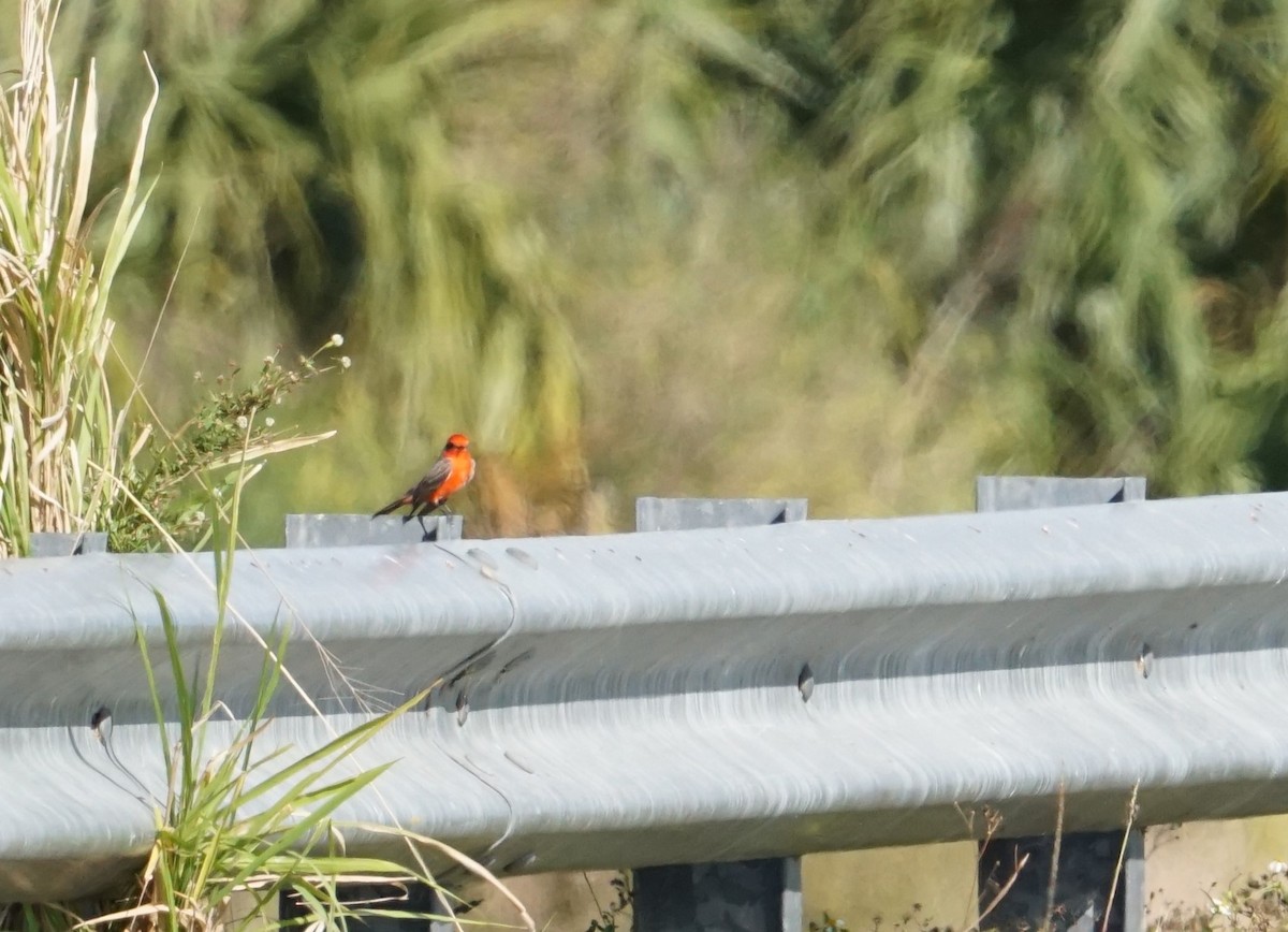 Vermilion Flycatcher - ML536048431