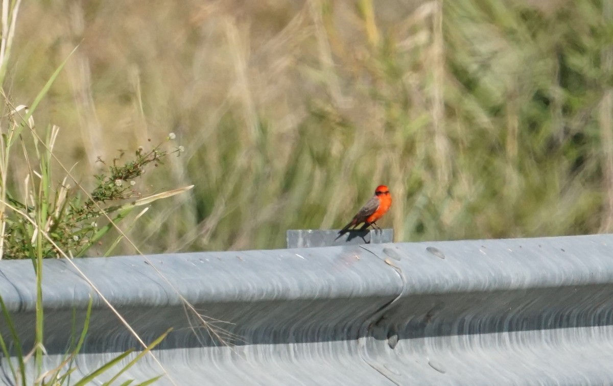 Vermilion Flycatcher - ML536048441