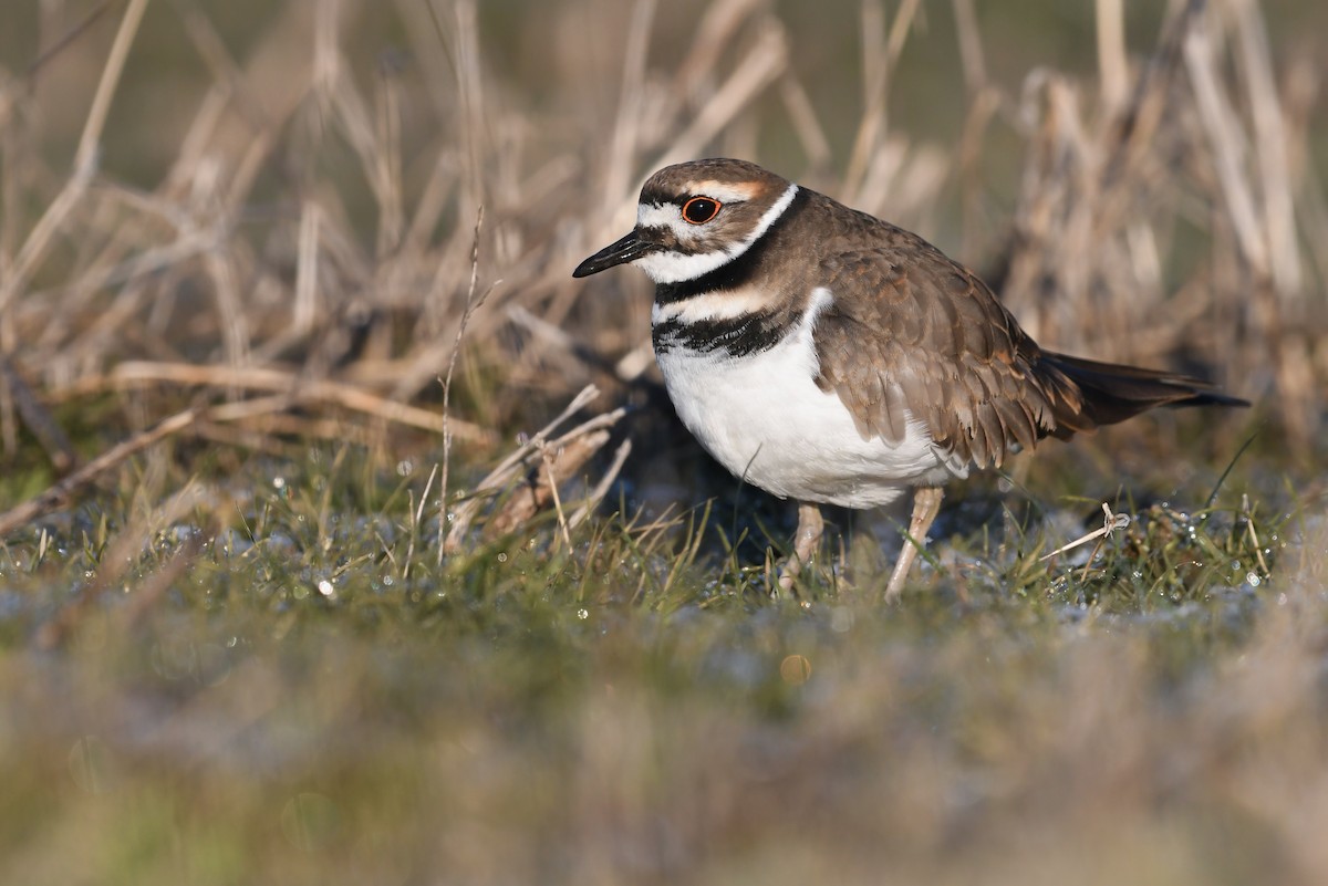 Killdeer - Mason Currier