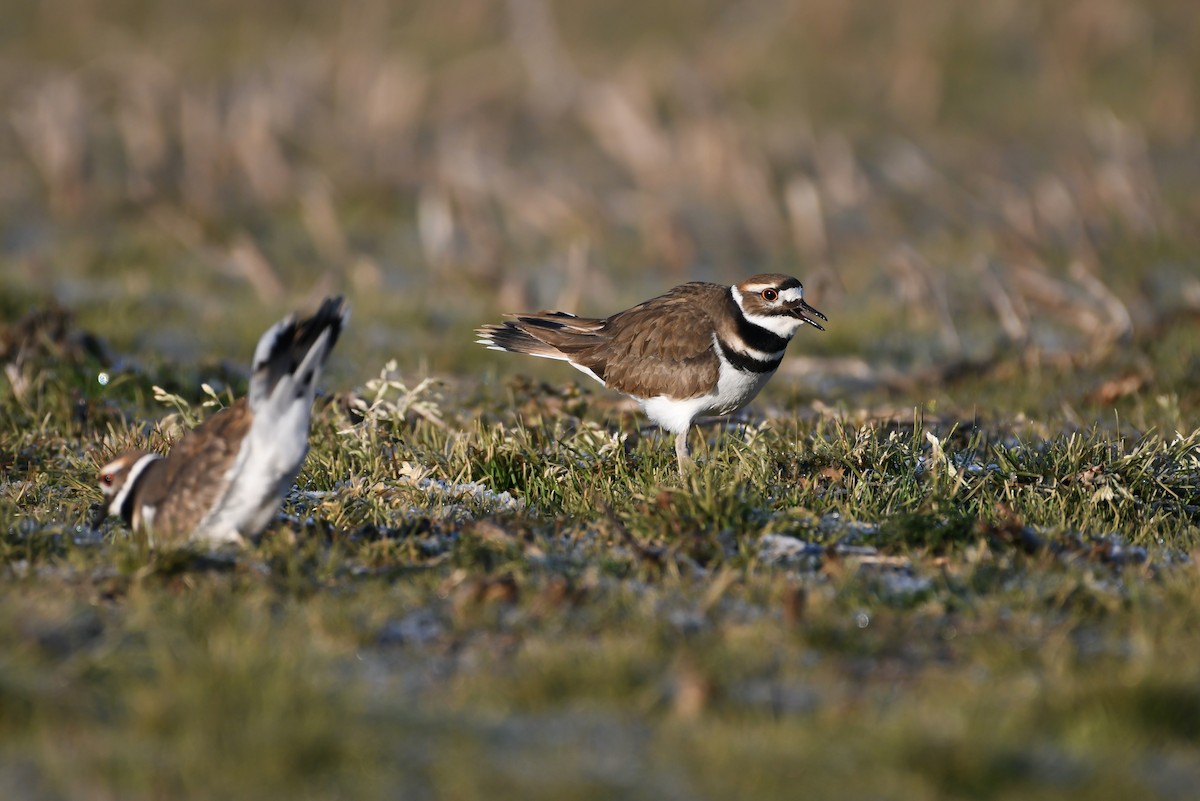 Killdeer - Mason Currier