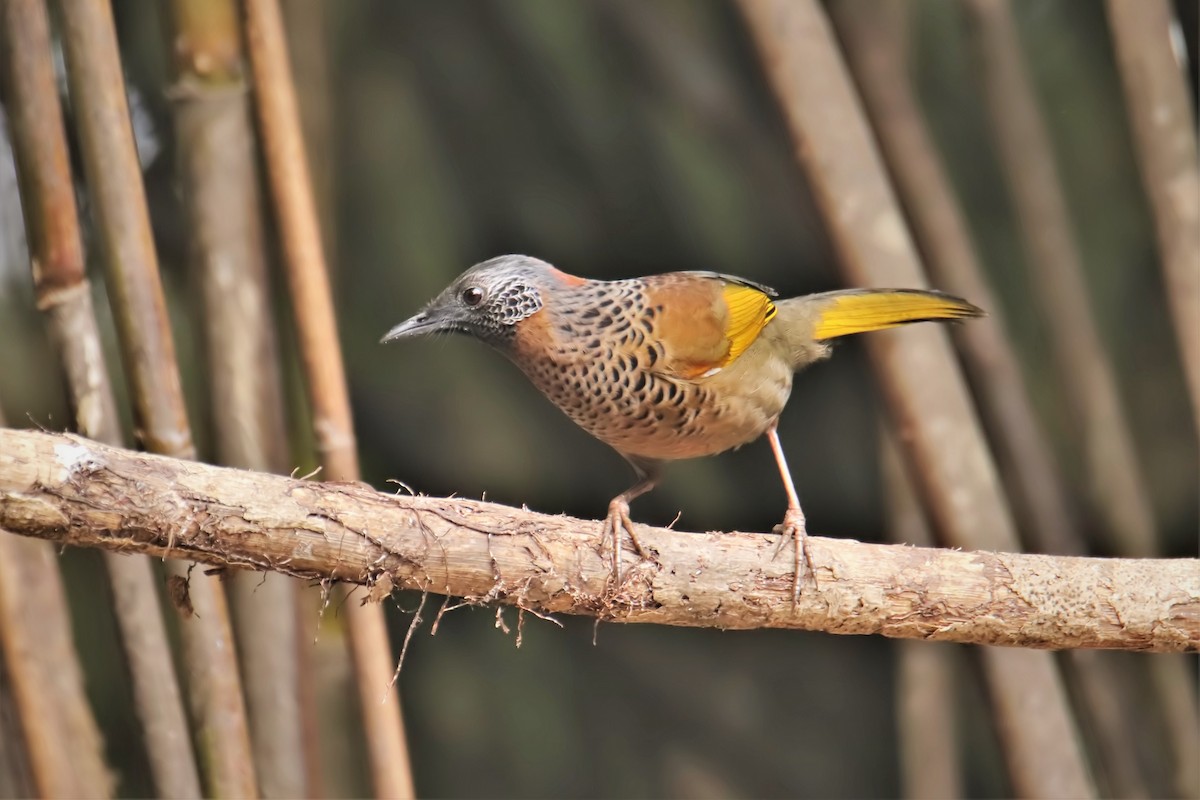 Chestnut-crowned Laughingthrush - ML536049331