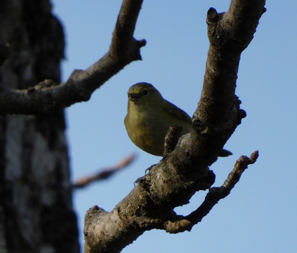 Yellow-browed Tit - ML536049581
