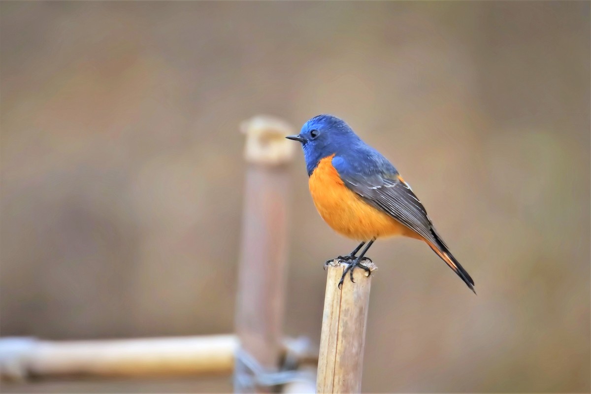 Blue-fronted Redstart - ML536049611