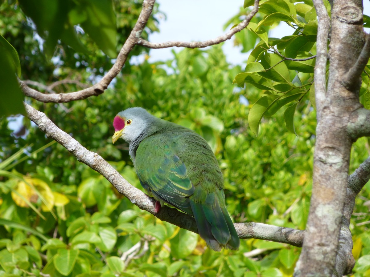 Henderson Island Fruit-Dove - Thomas Churchyard