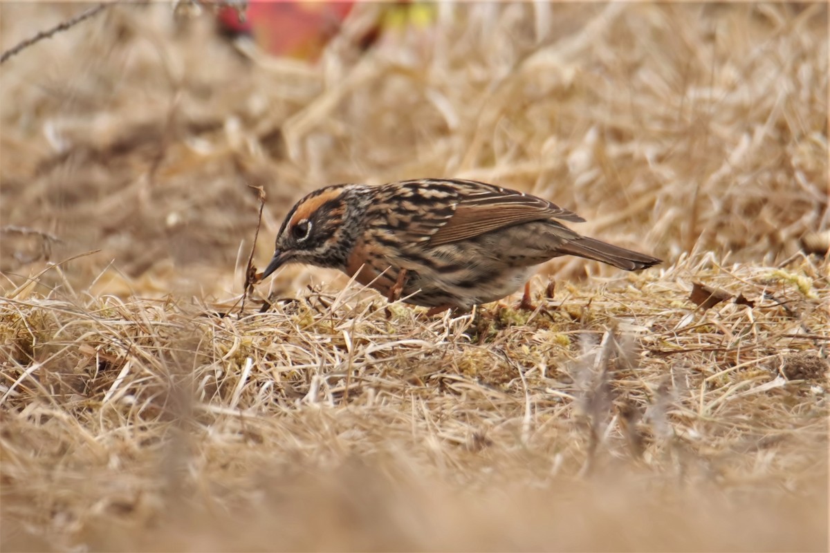 Rufous-breasted Accentor - ML536049701