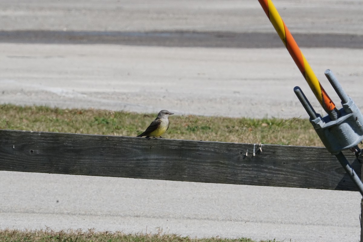 Western Kingbird - ML536050121