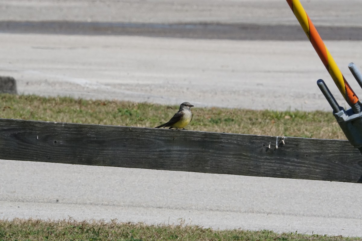 Western Kingbird - ML536050131