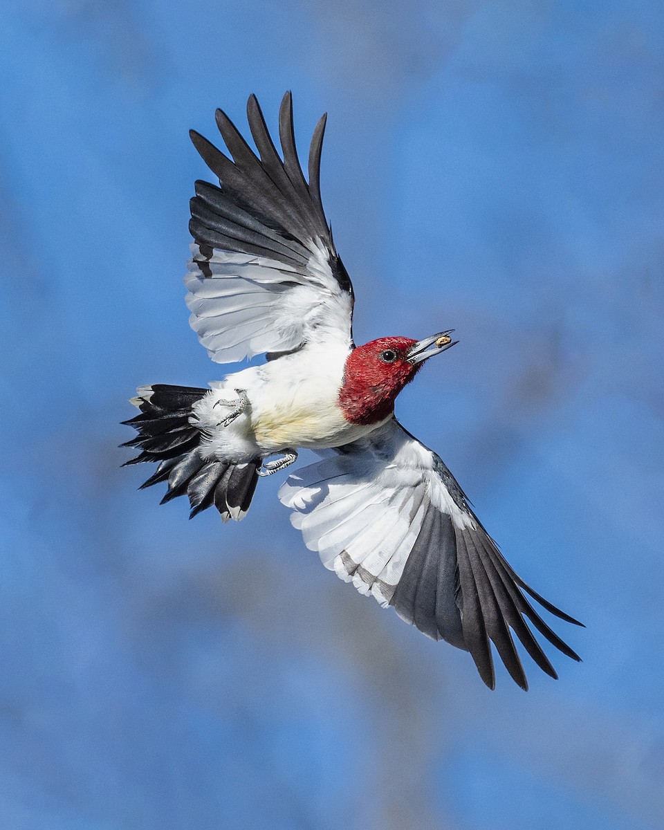 Red-headed Woodpecker - ML536050981